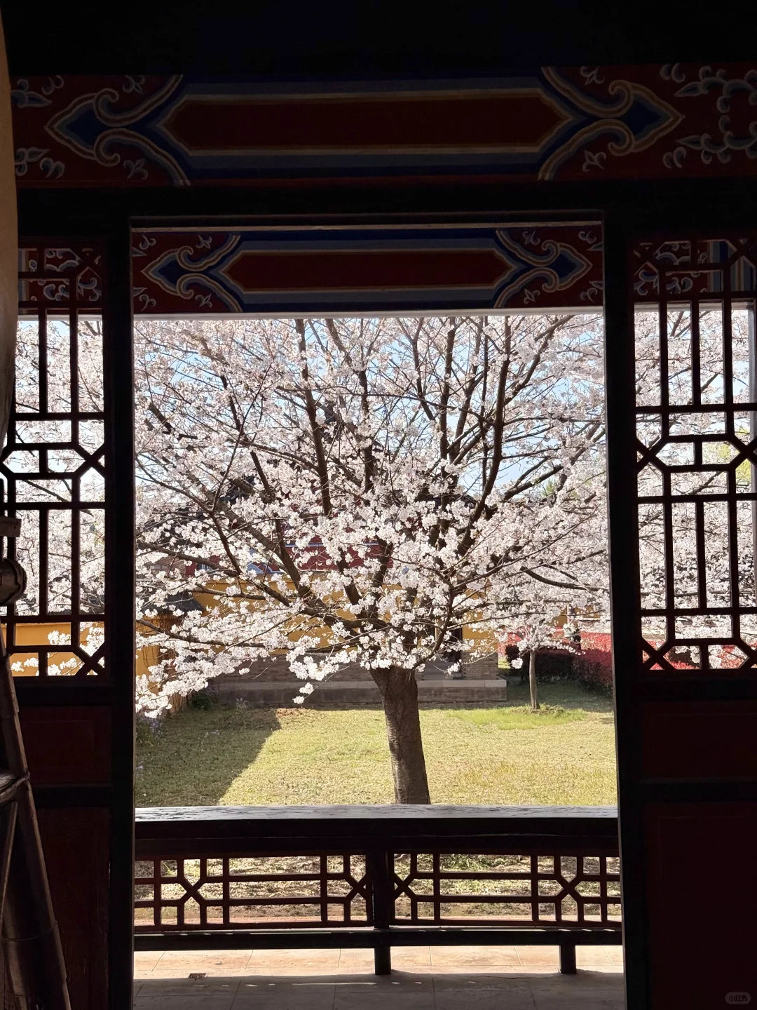 迄今为止最让我震撼的樱花寺庙出现了…