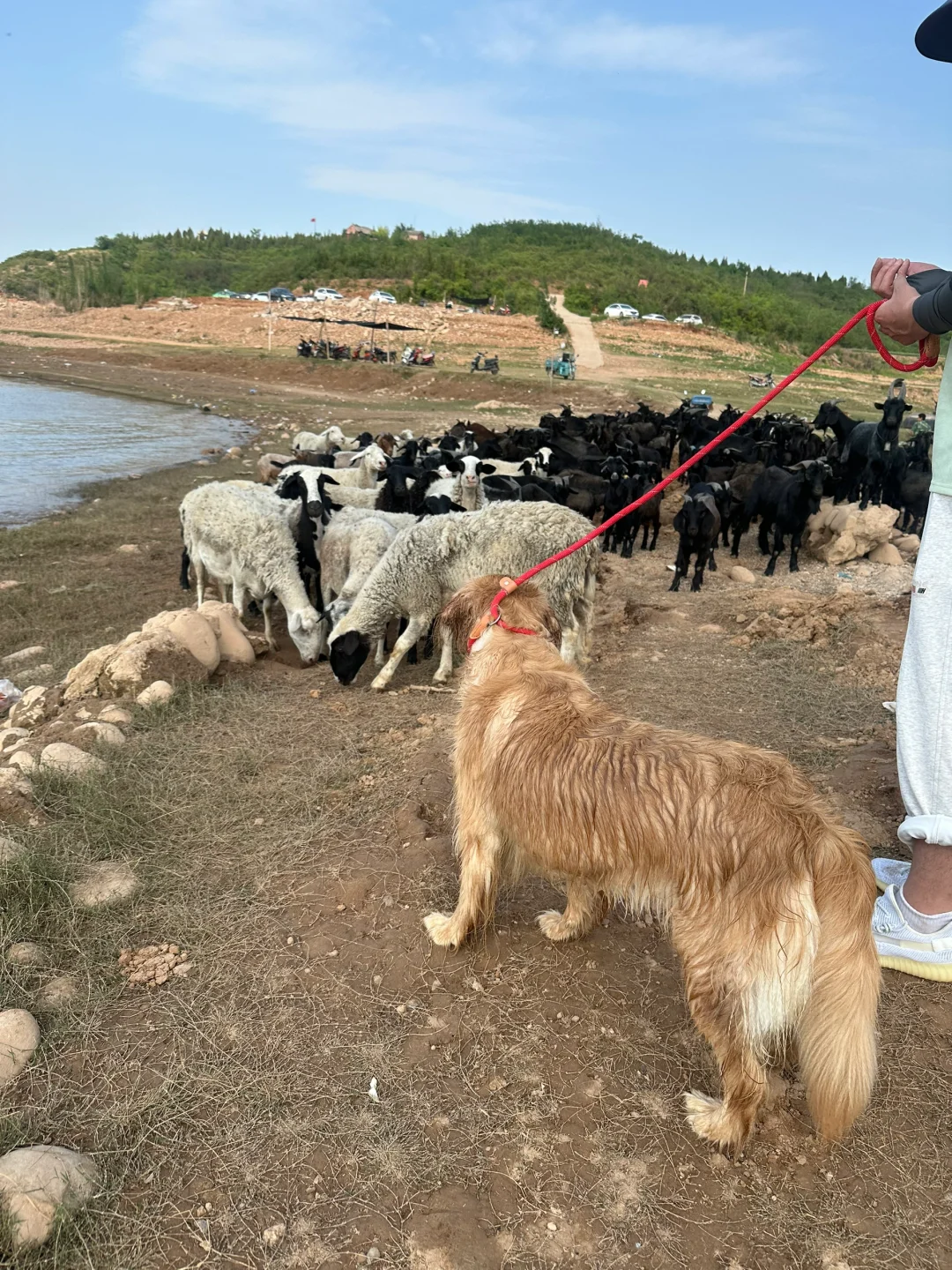 邯郸宠物友好景区 想带狗子出游的看过来