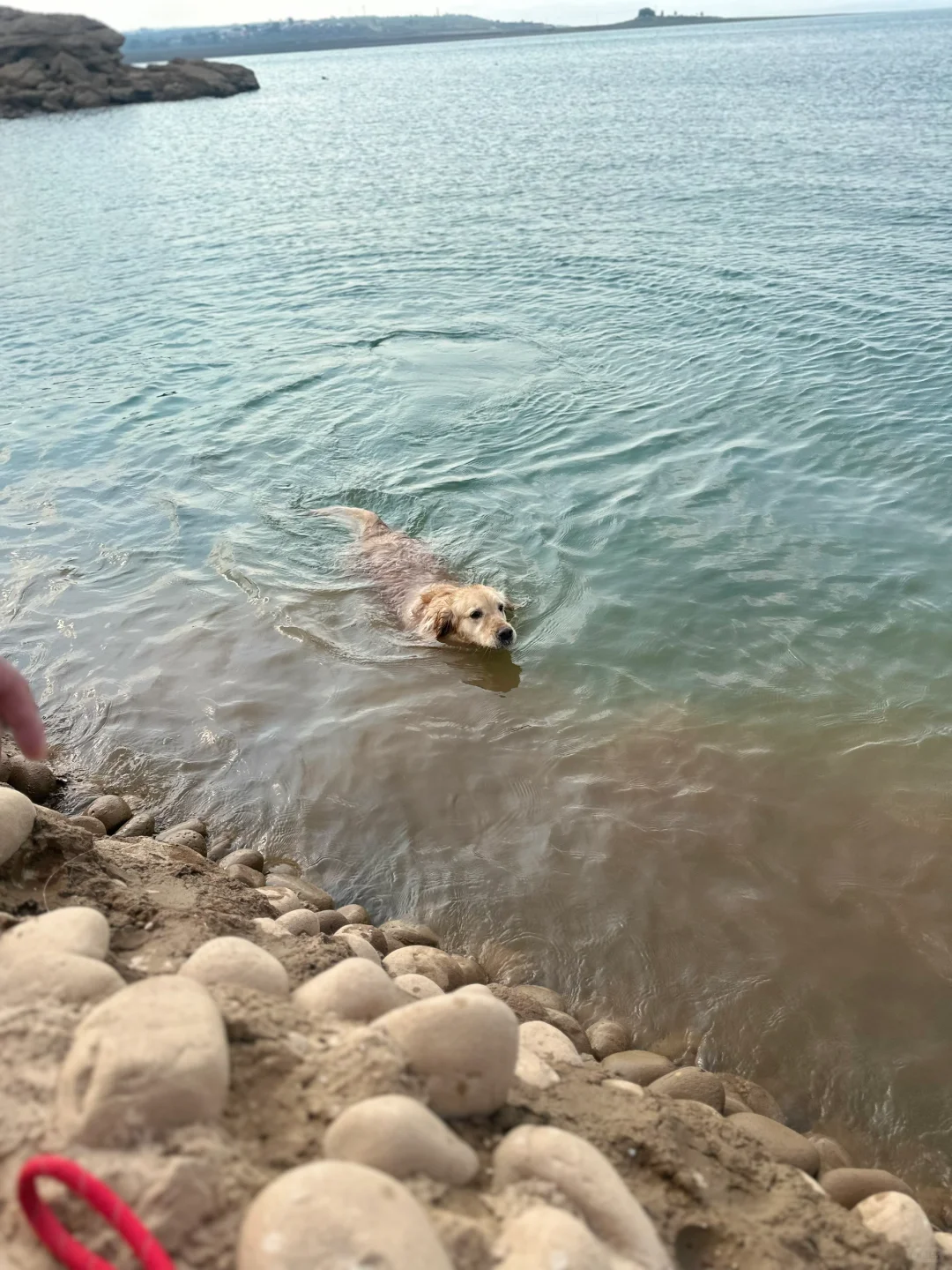 邯郸宠物友好景区 想带狗子出游的看过来
