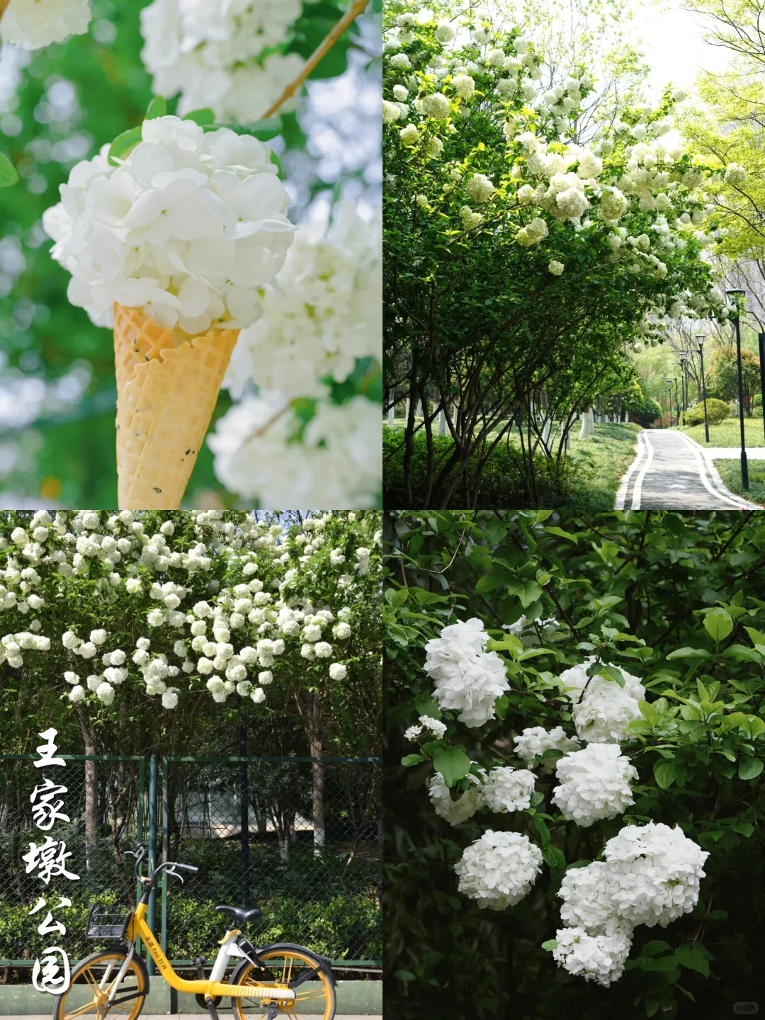 2025武汉木绣球开了‼️分享⑨个私藏打卡点