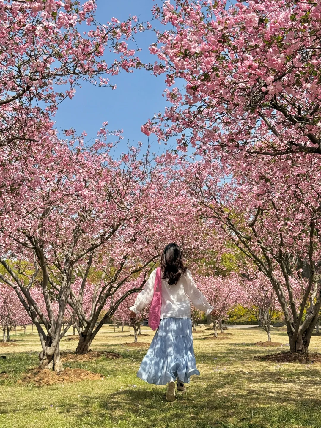 迄今为止最让我震撼的樱花寺庙出现了…