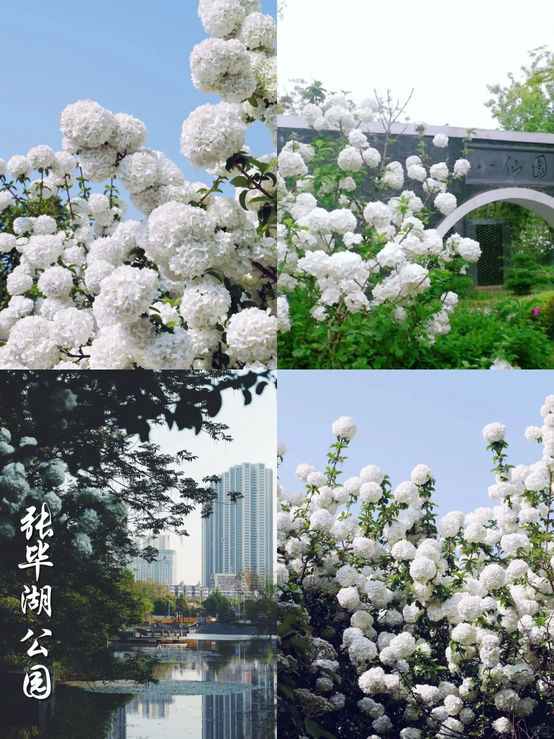 2025武汉木绣球开了‼️分享⑨个私藏打卡点