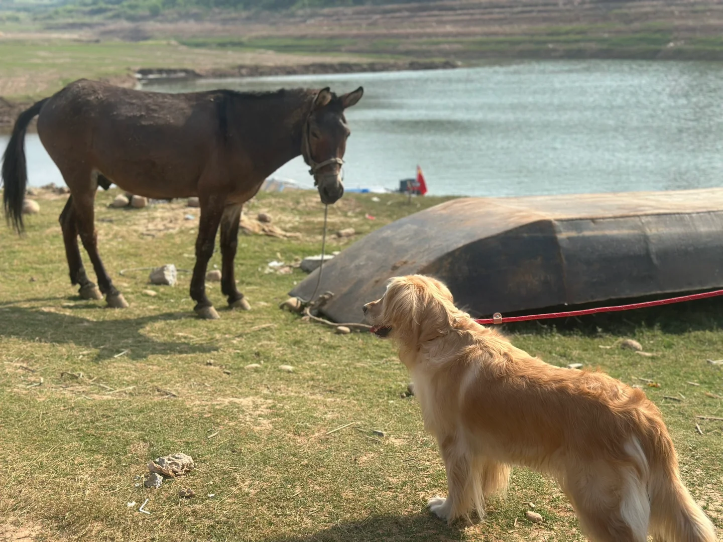 邯郸宠物友好景区 想带狗子出游的看过来