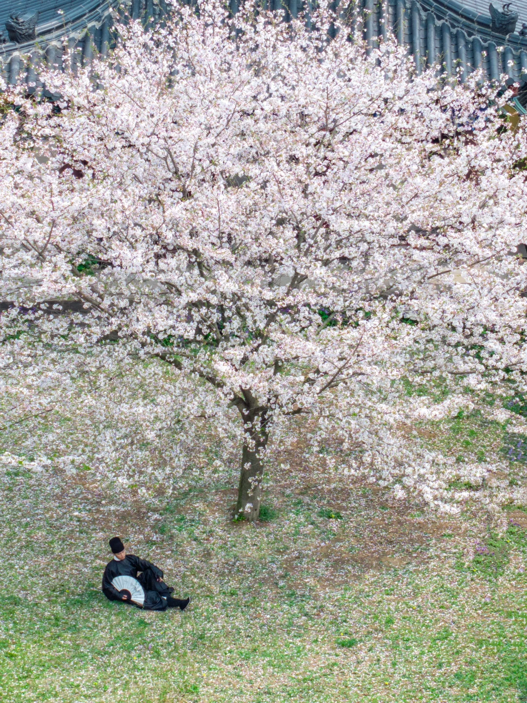 比起鼋头渚人挤人‼️我更爱这座樱花之城🌸