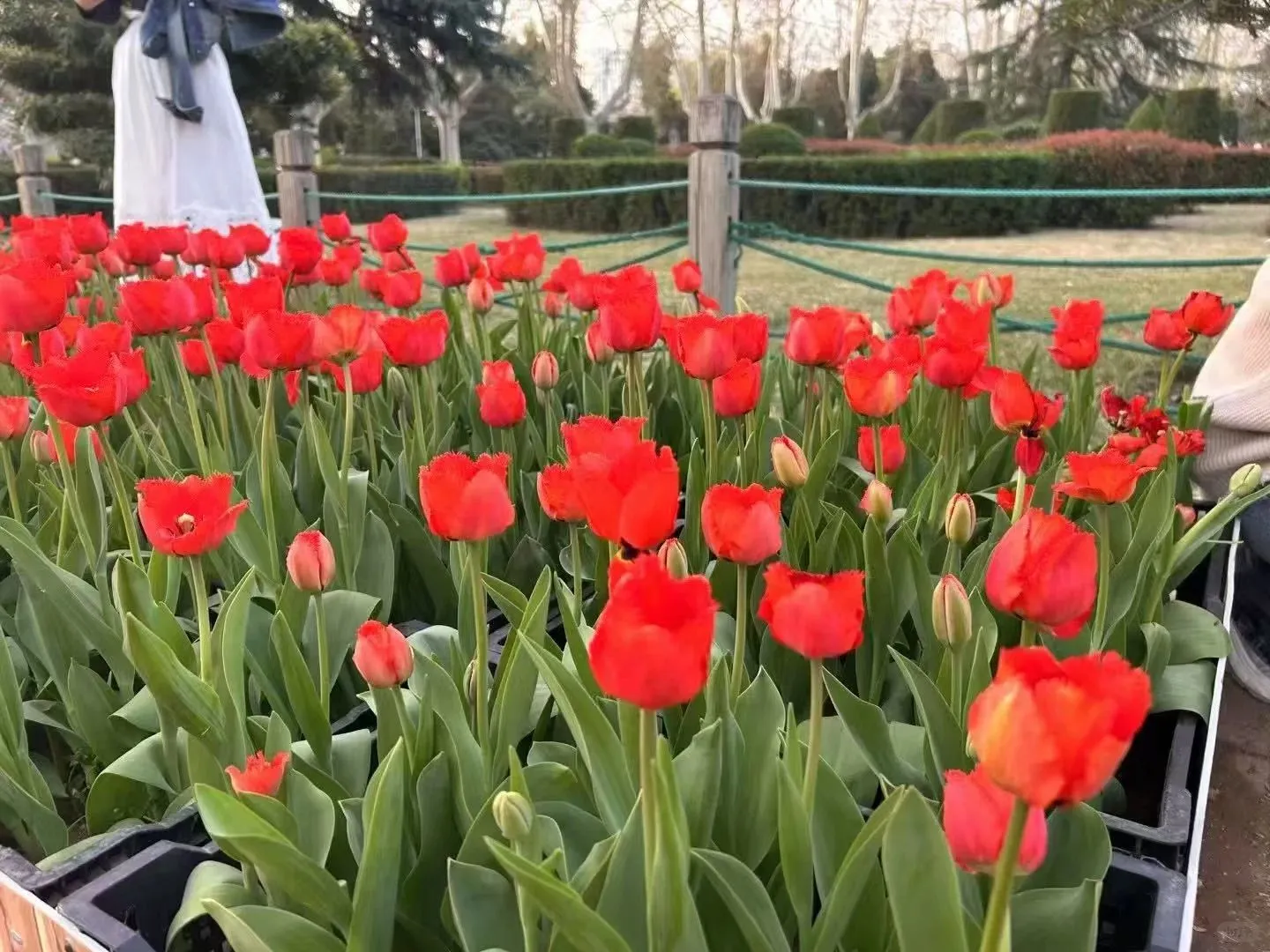 周末踏青不敢出门了！人比花多！