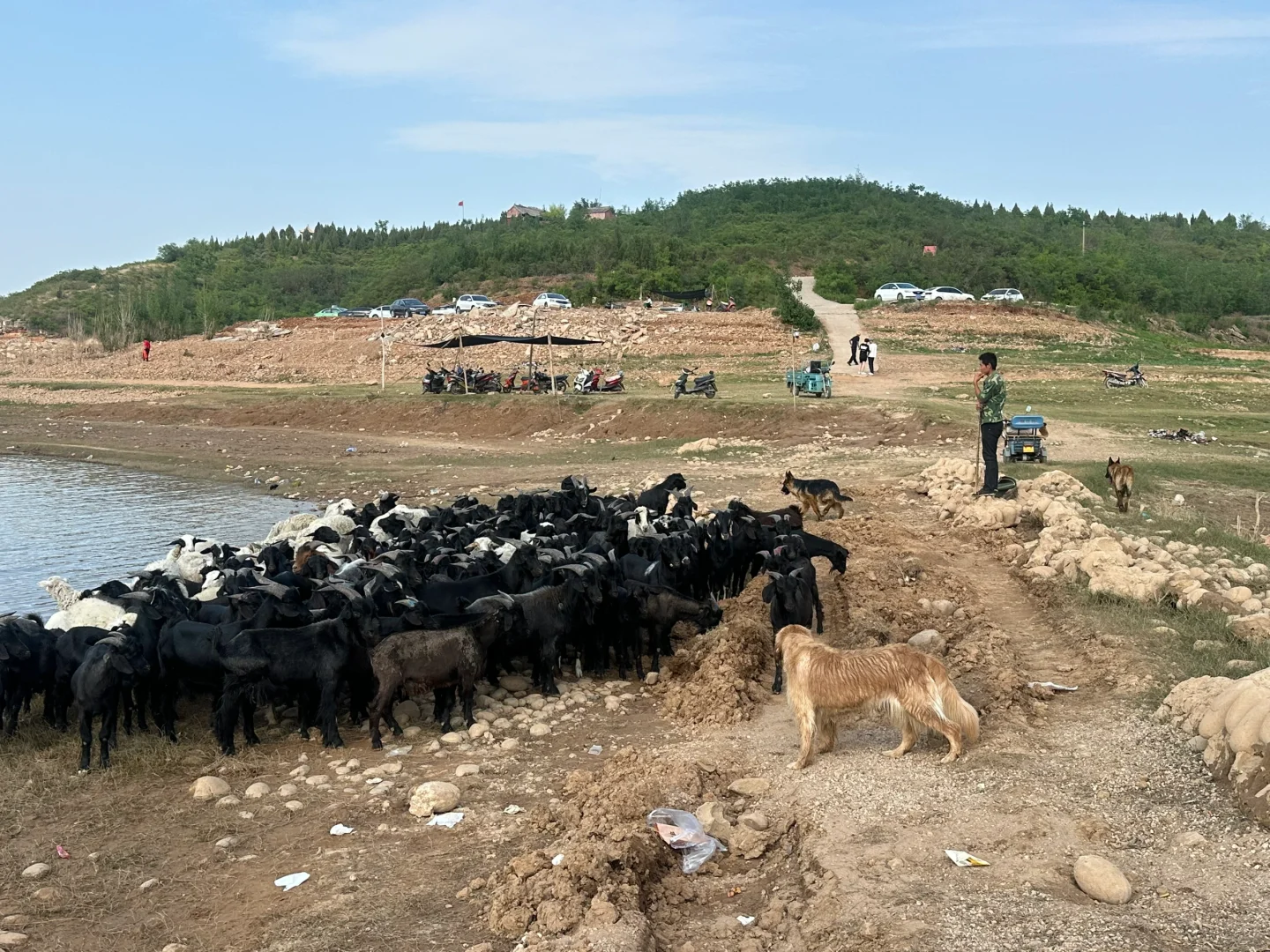 邯郸宠物友好景区 想带狗子出游的看过来