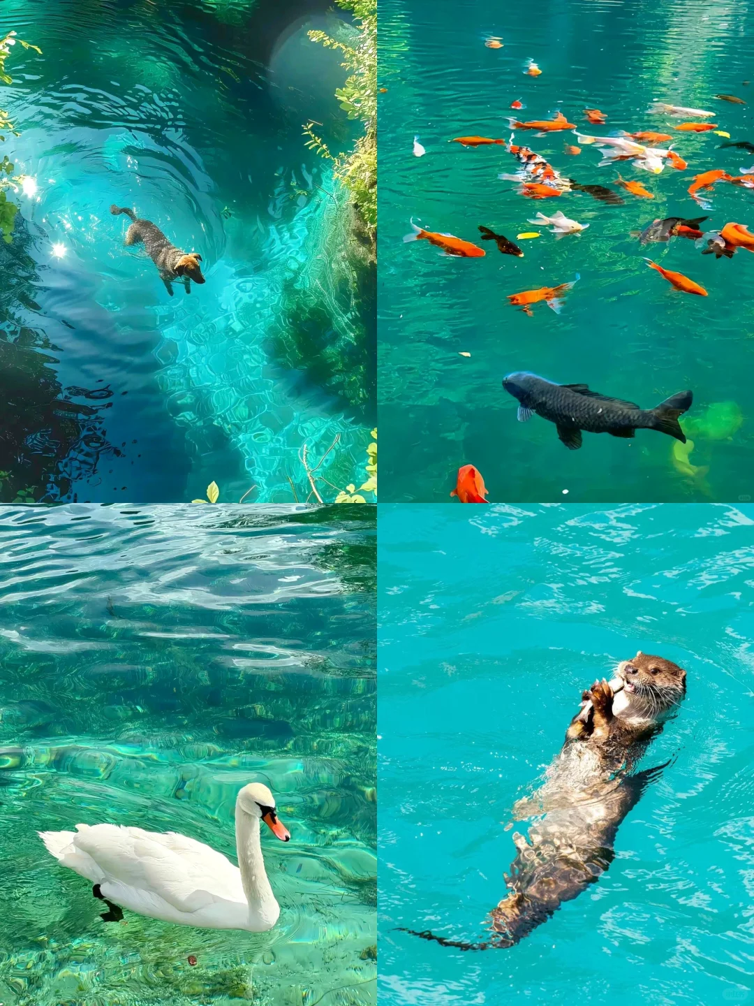 📍3.26九寨沟现状！！简直是来到了动物世界