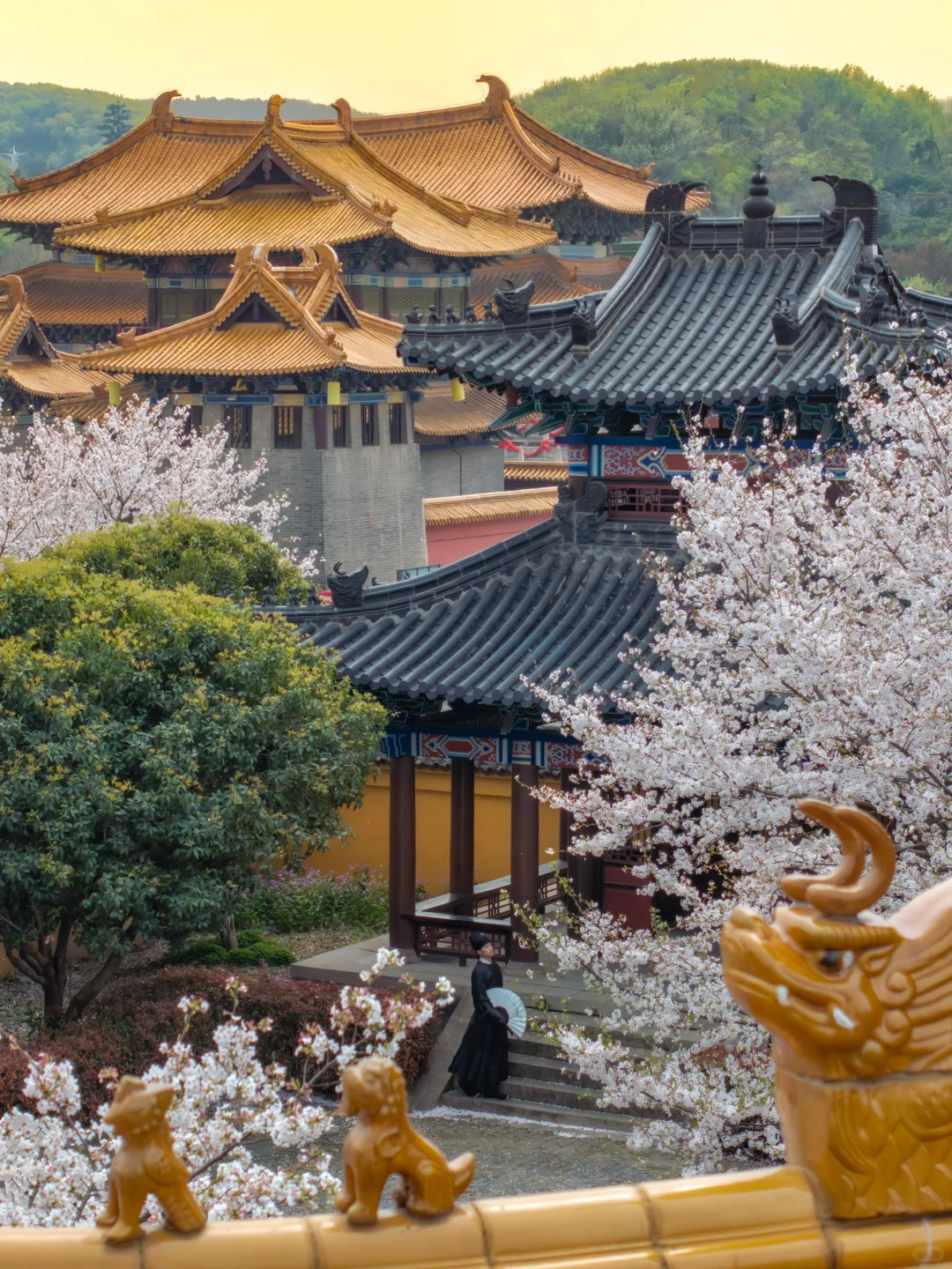 比起鼋头渚人挤人‼️我更爱这座樱花之城🌸