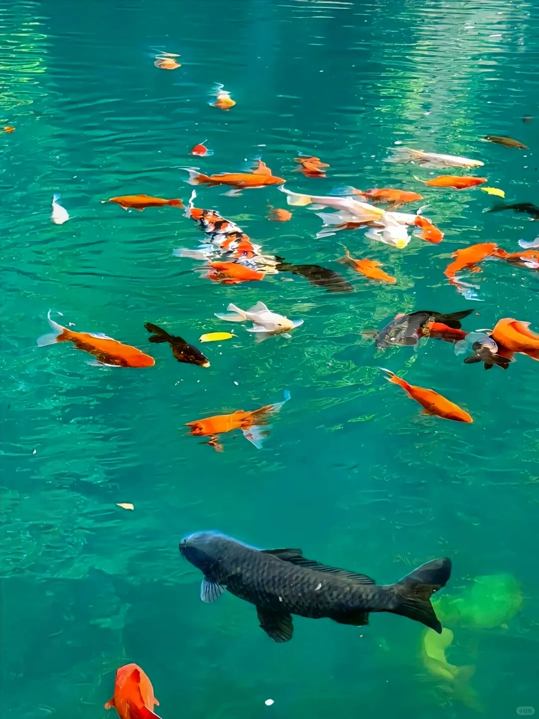 📍3.26九寨沟现状！！简直是来到了动物世界