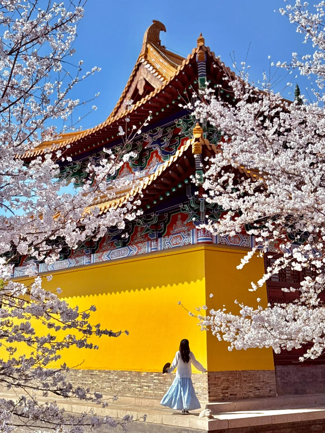 迄今为止最让我震撼的樱花寺庙出现了…