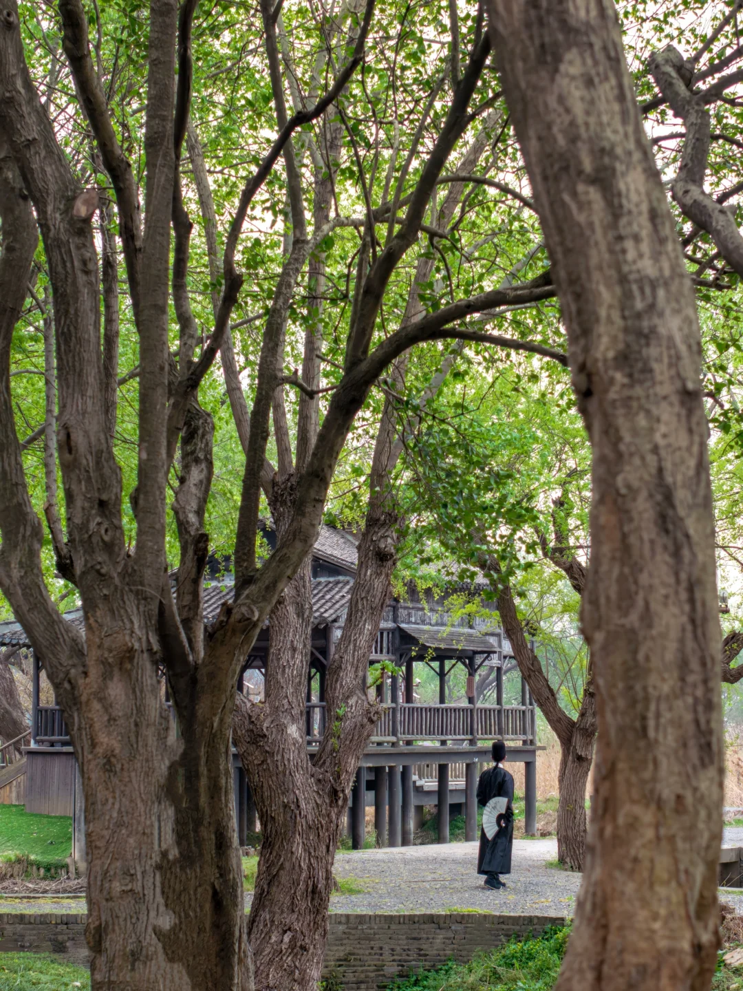 比起鼋头渚人挤人‼️我更爱这座樱花之城🌸