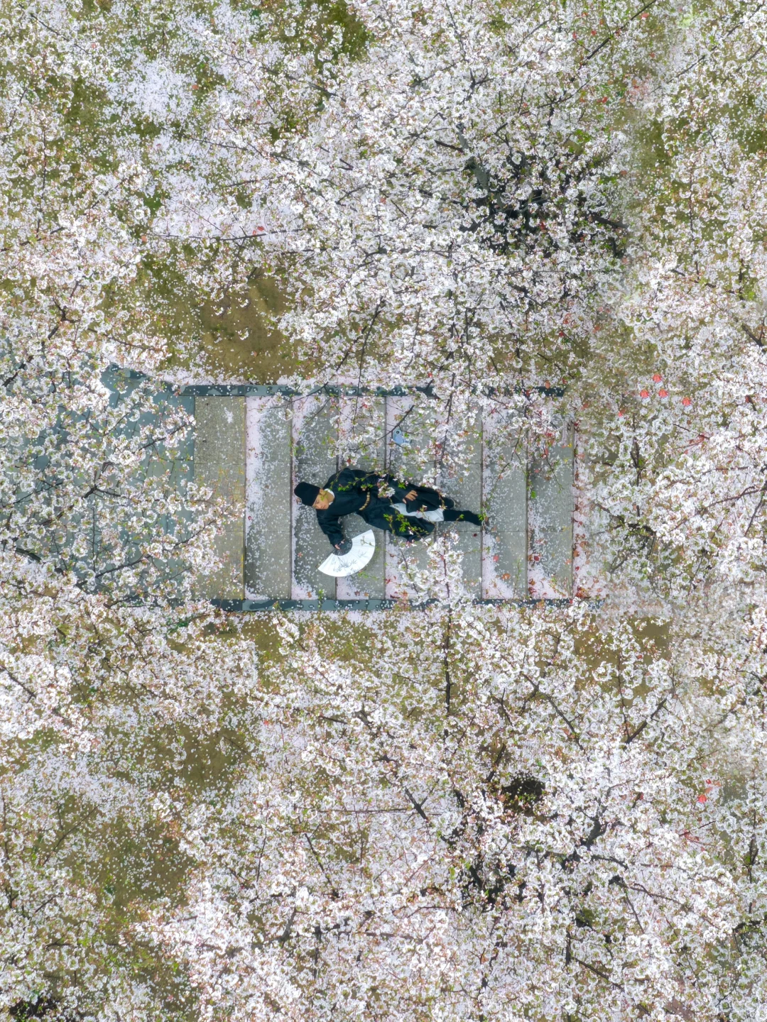 比起鼋头渚人挤人‼️我更爱这座樱花之城🌸