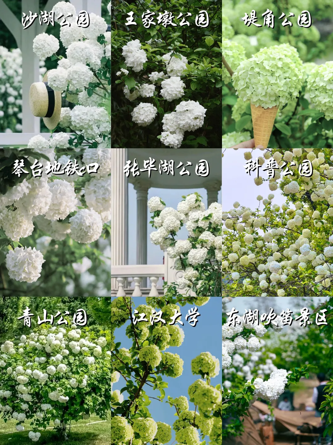 2025武汉木绣球开了‼️分享⑨个私藏打卡点