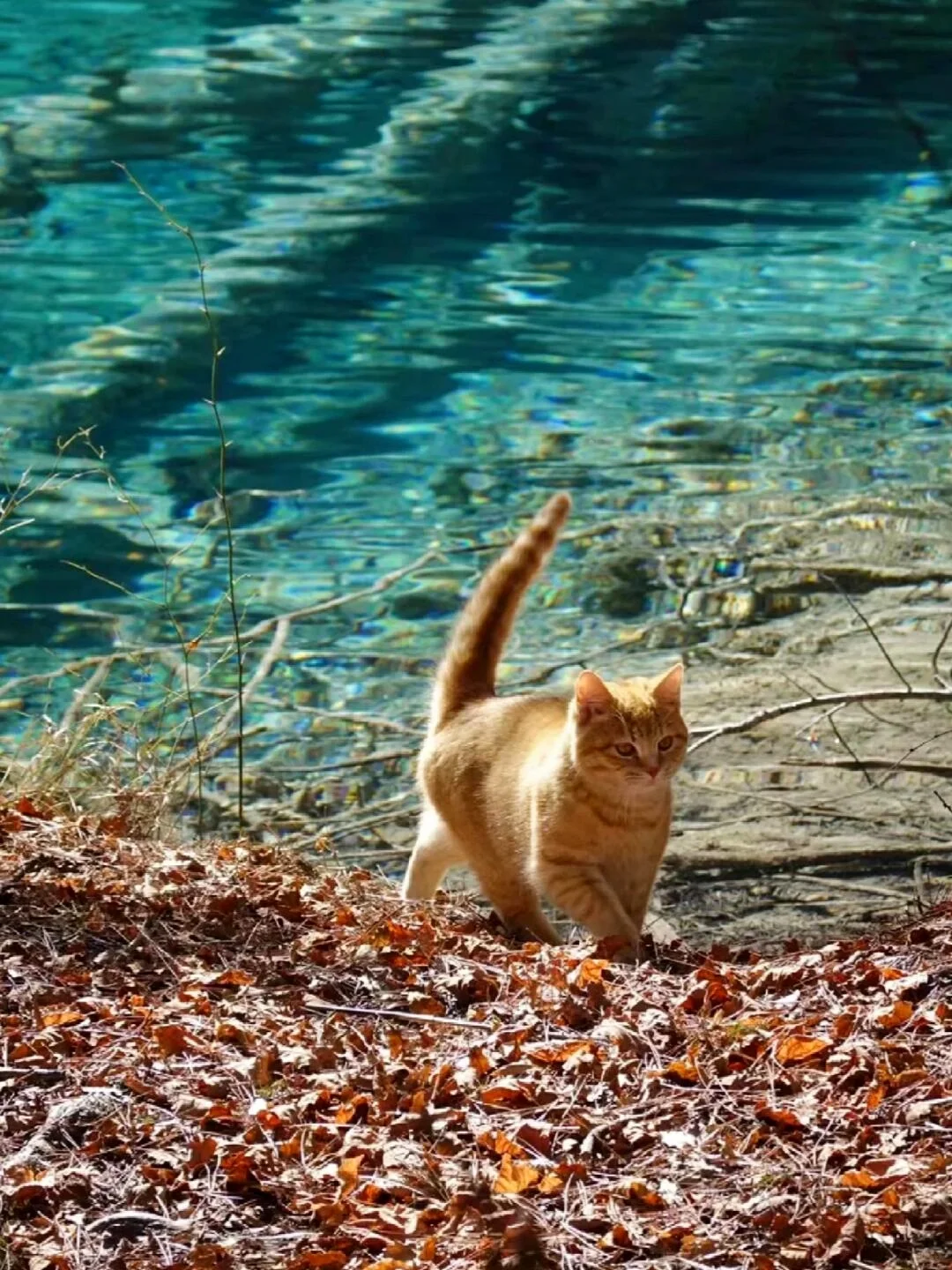📍3.26九寨沟现状！！简直是来到了动物世界