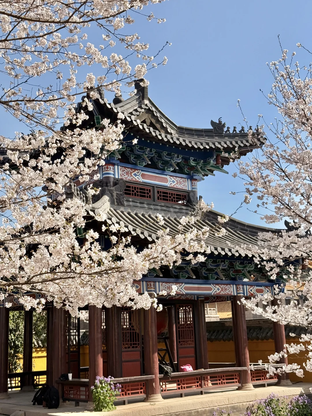 迄今为止最让我震撼的樱花寺庙出现了…