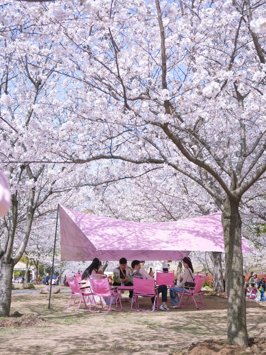 迄今为止最让我震撼的樱花寺庙出现了…