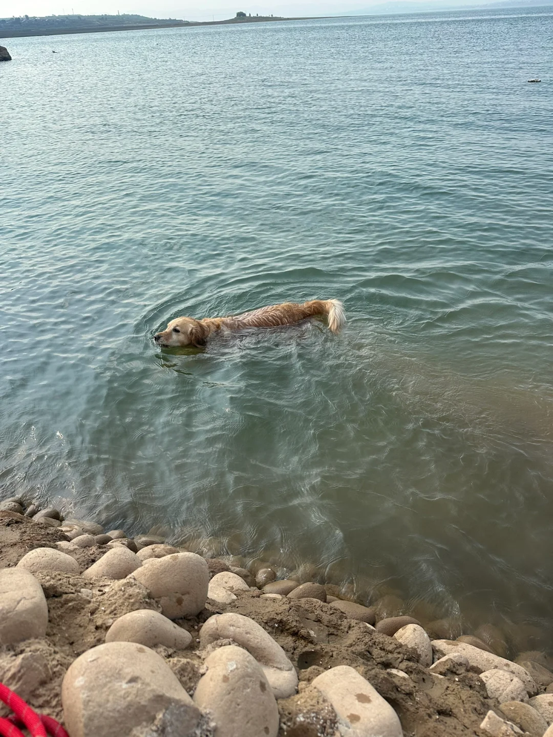 邯郸宠物友好景区 想带狗子出游的看过来