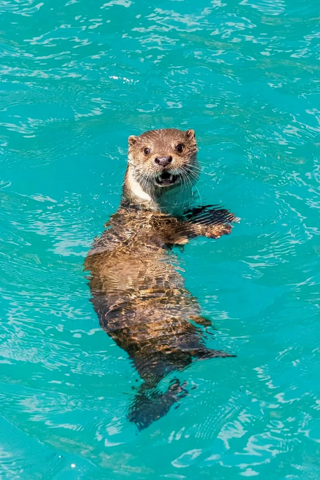 📍3.26九寨沟现状！！简直是来到了动物世界