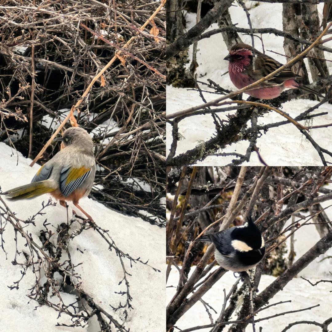 3.30实拍四川黄龙景区