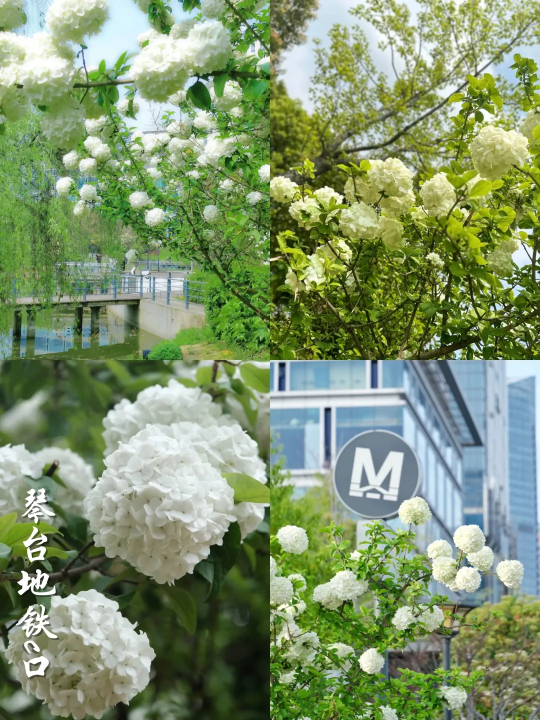 2025武汉木绣球开了‼️分享⑨个私藏打卡点