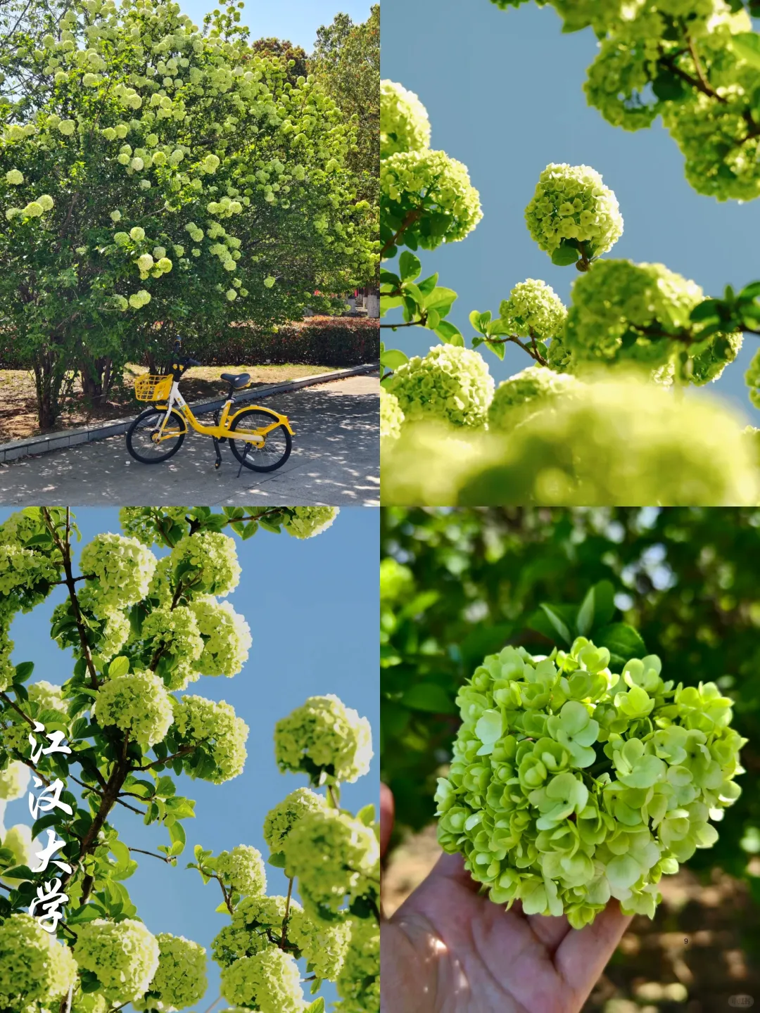 2025武汉木绣球开了‼️分享⑨个私藏打卡点