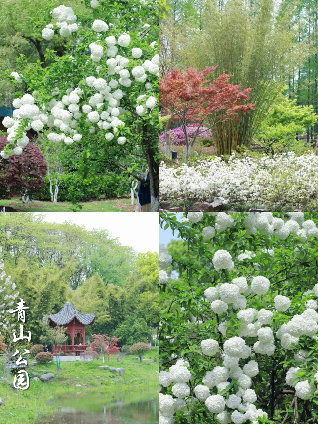 2025武汉木绣球开了‼️分享⑨个私藏打卡点