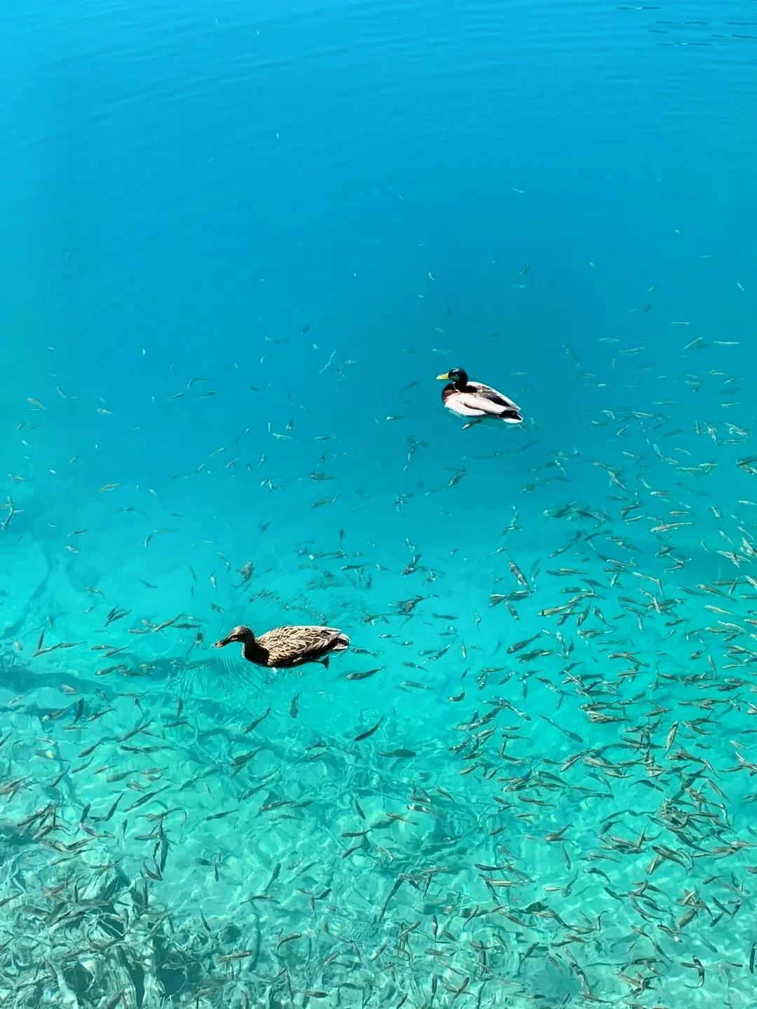 📍3.26九寨沟现状！！简直是来到了动物世界