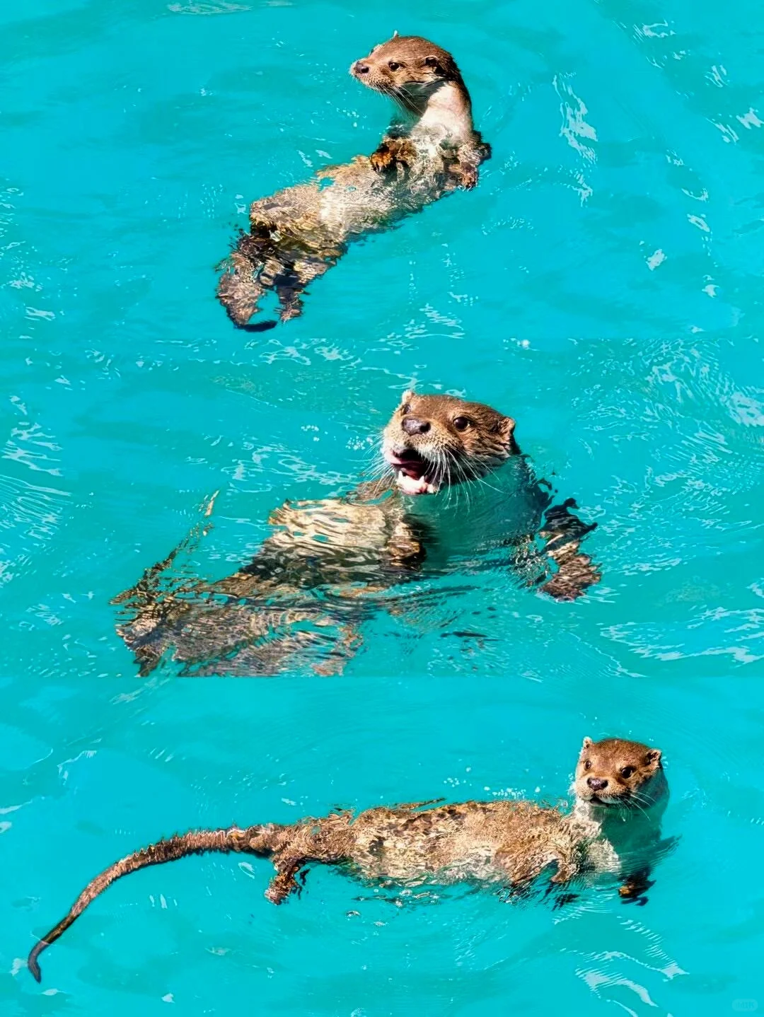 📍3.26九寨沟现状！！简直是来到了动物世界