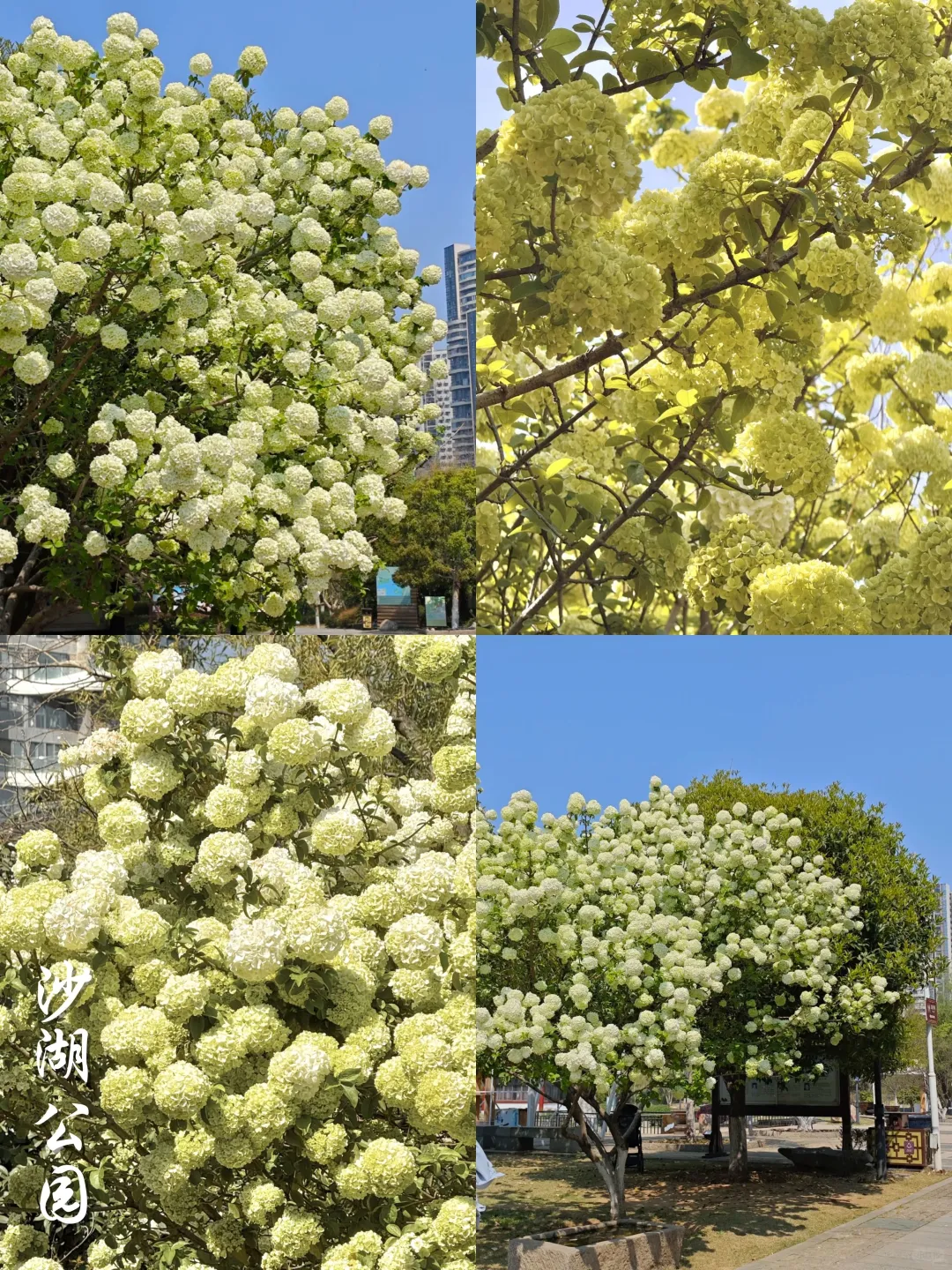 2025武汉木绣球开了‼️分享⑨个私藏打卡点