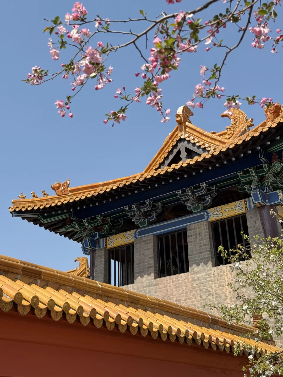 迄今为止最让我震撼的樱花寺庙出现了…