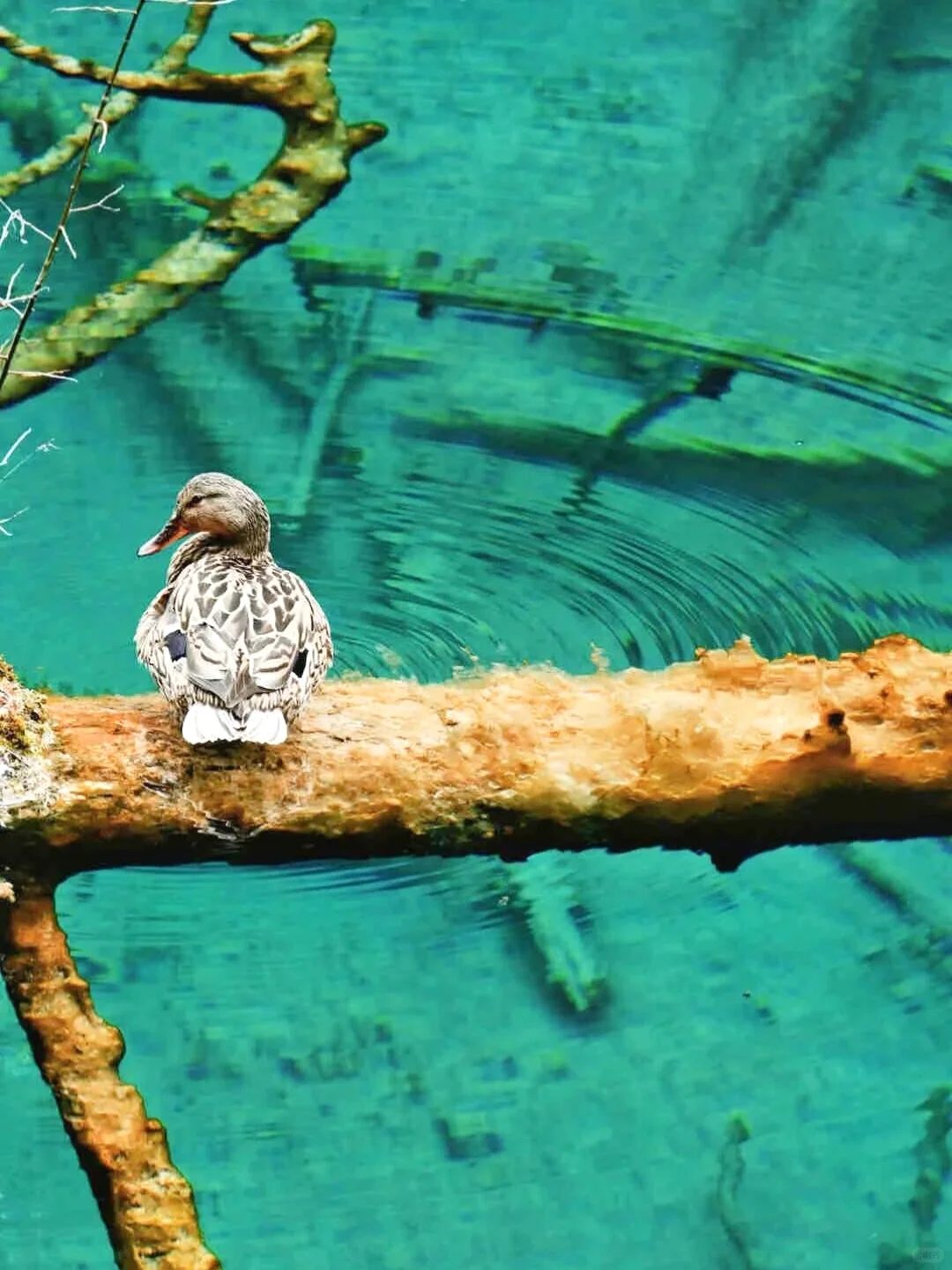 📍3.26九寨沟现状！！简直是来到了动物世界