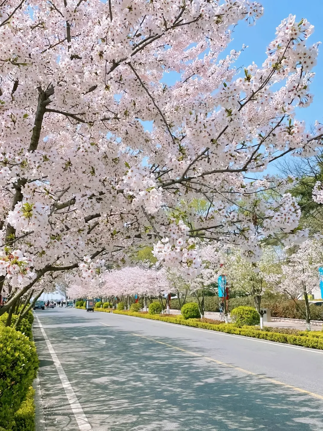 🌊 青岛旅游攻略｜3天2夜玩转红瓦绿树与碧海