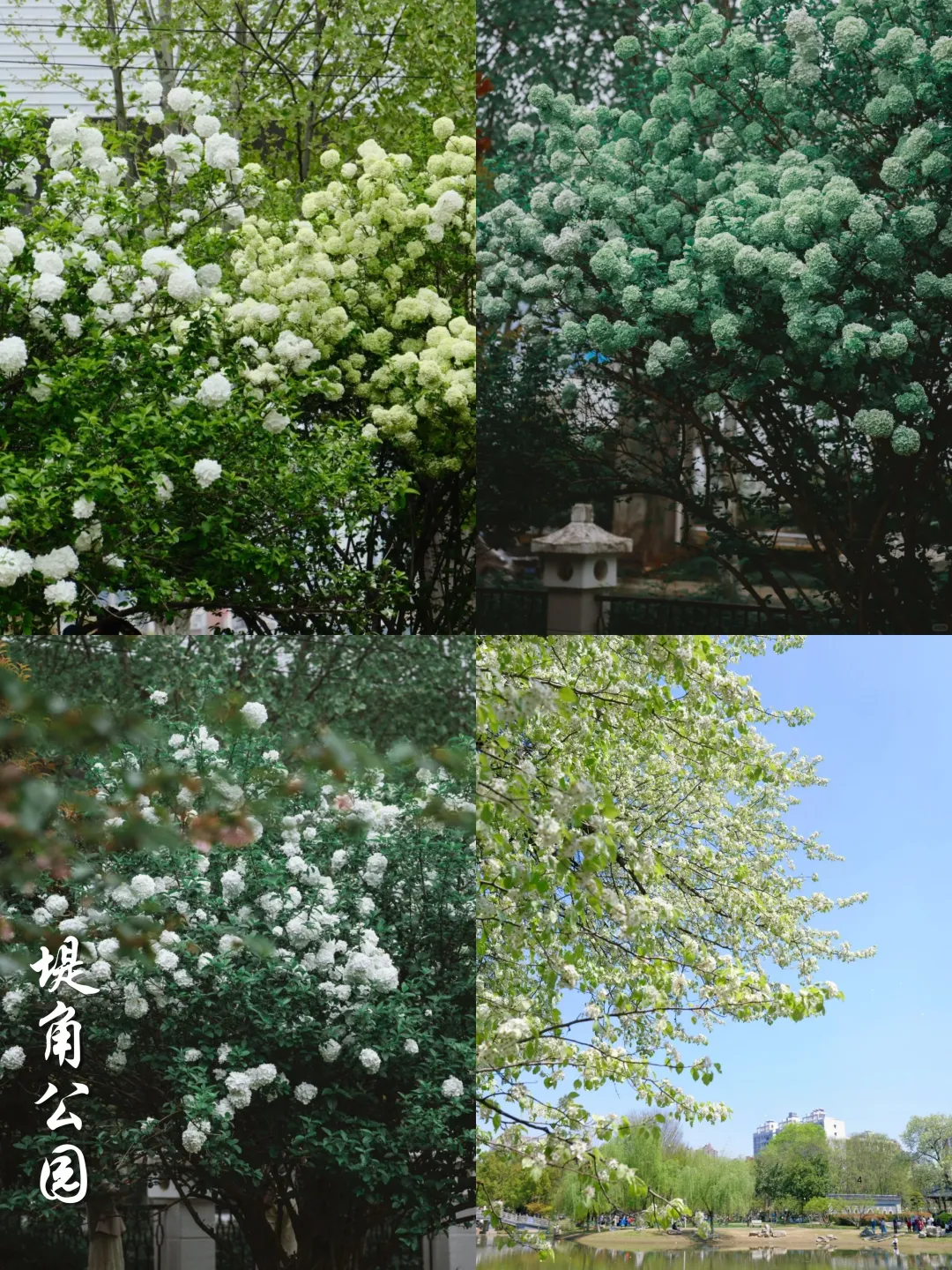 2025武汉木绣球开了‼️分享⑨个私藏打卡点