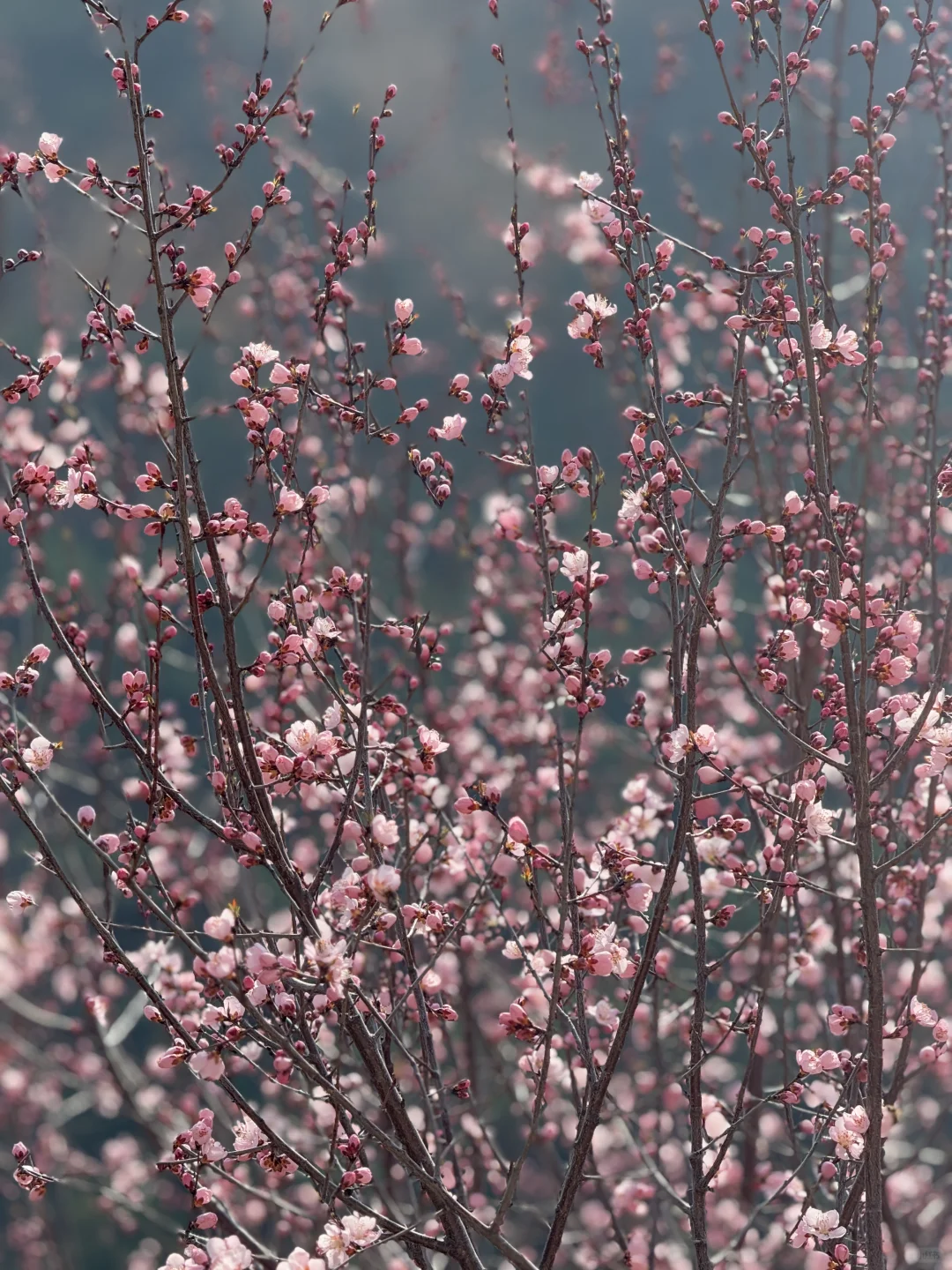 1h❗️这竟然是西安“小桂林”美到不敢呼吸💦