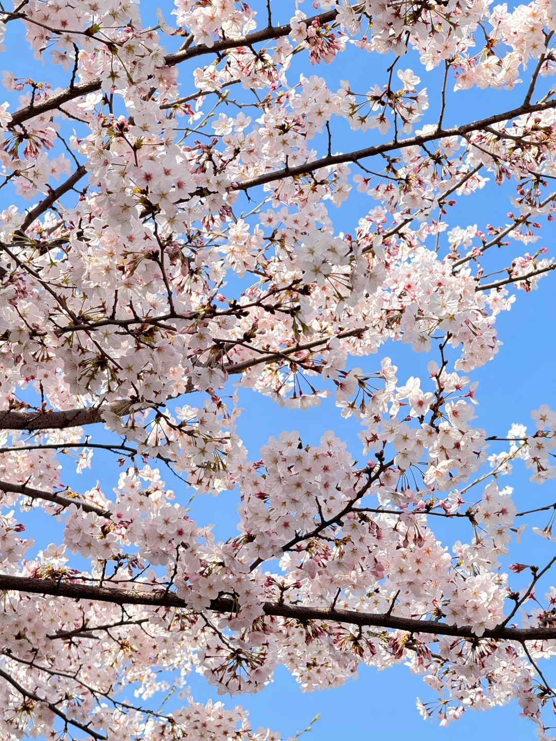 都江堰今天美哭了！！！！！！！