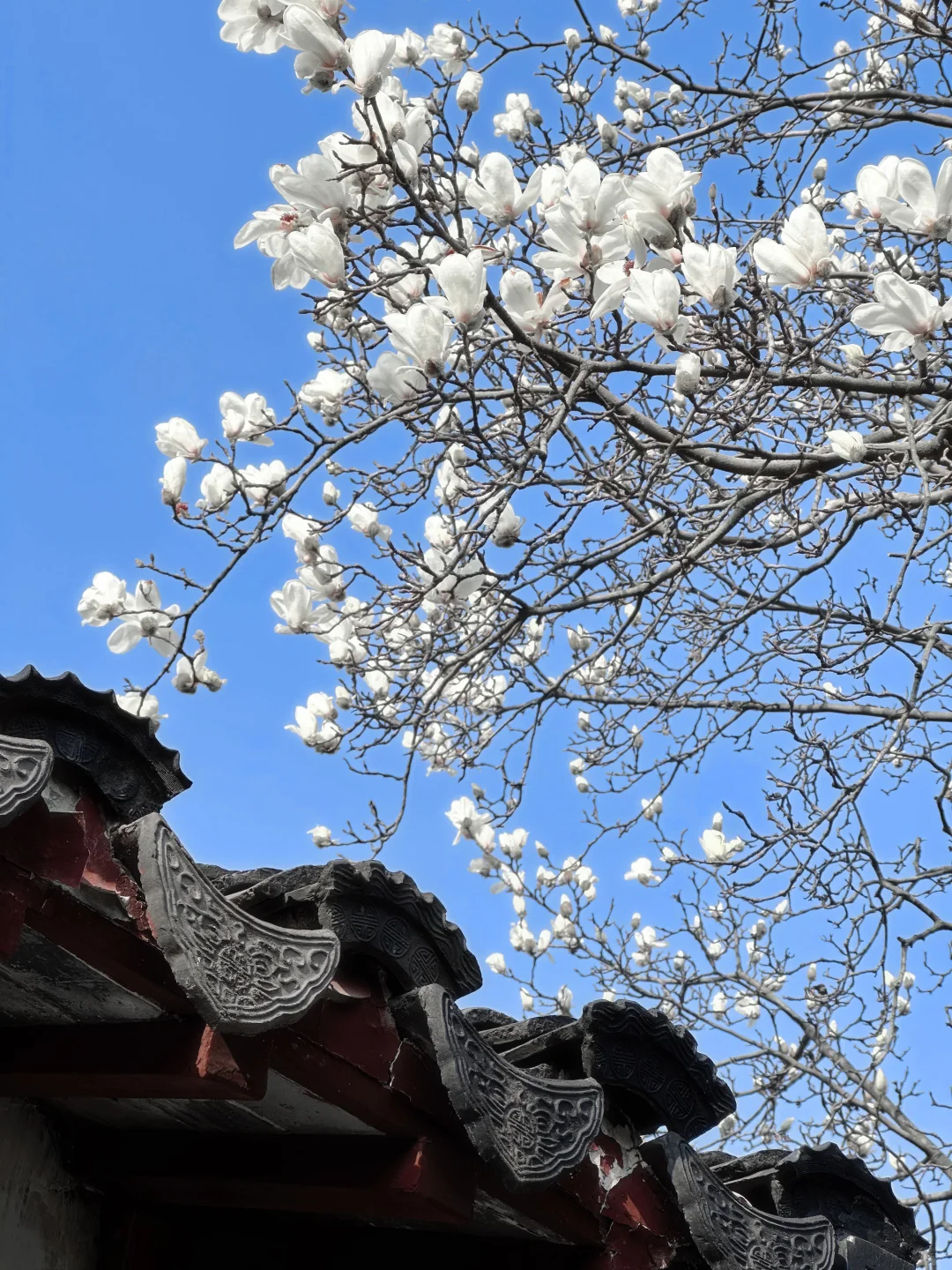 下个月的苏州，值得你专门来一趟……