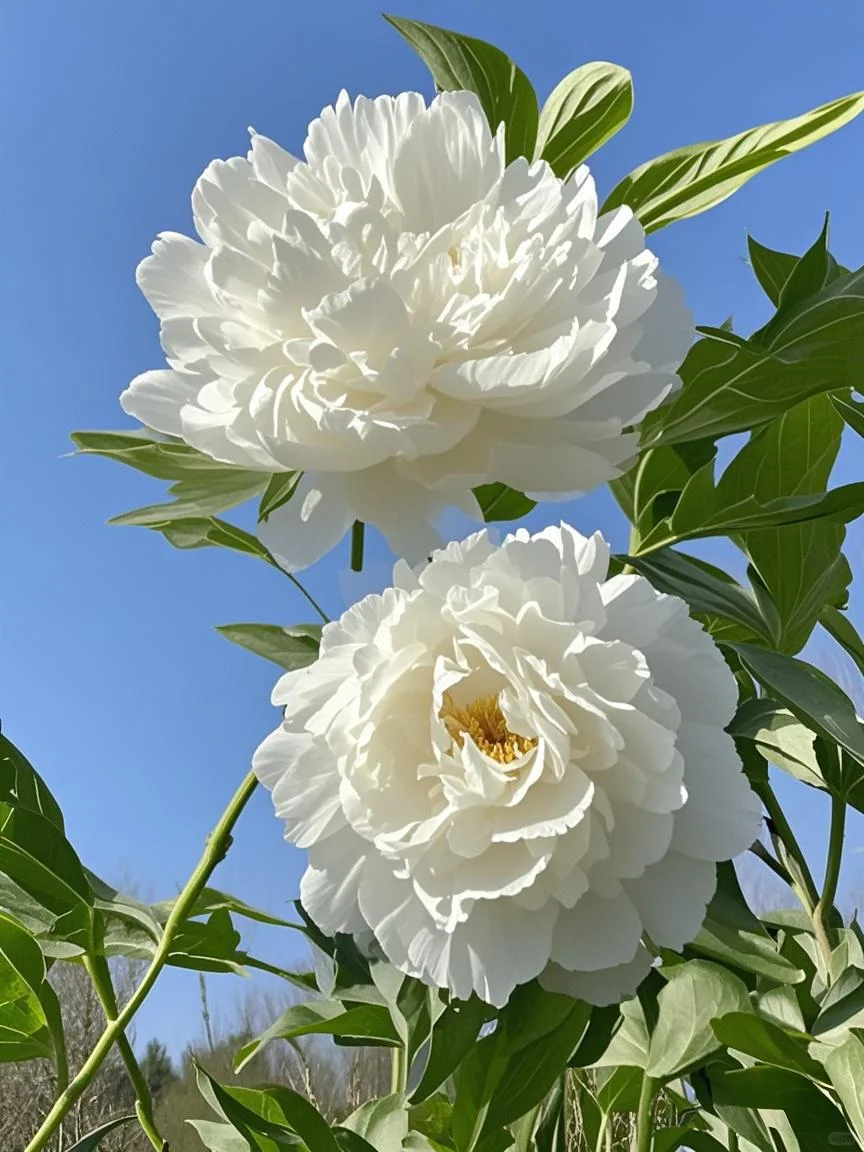 2025洛阳牡丹花会｜洛阳赏花最佳时间