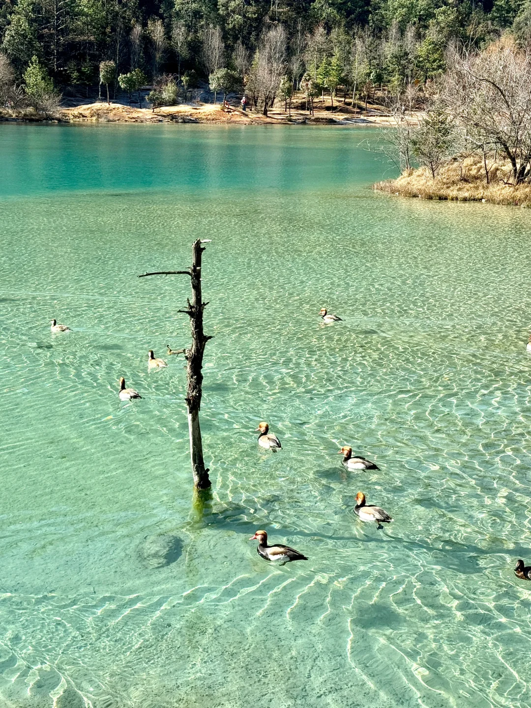 玉龙雪山旅游攻略（一天漫游版）