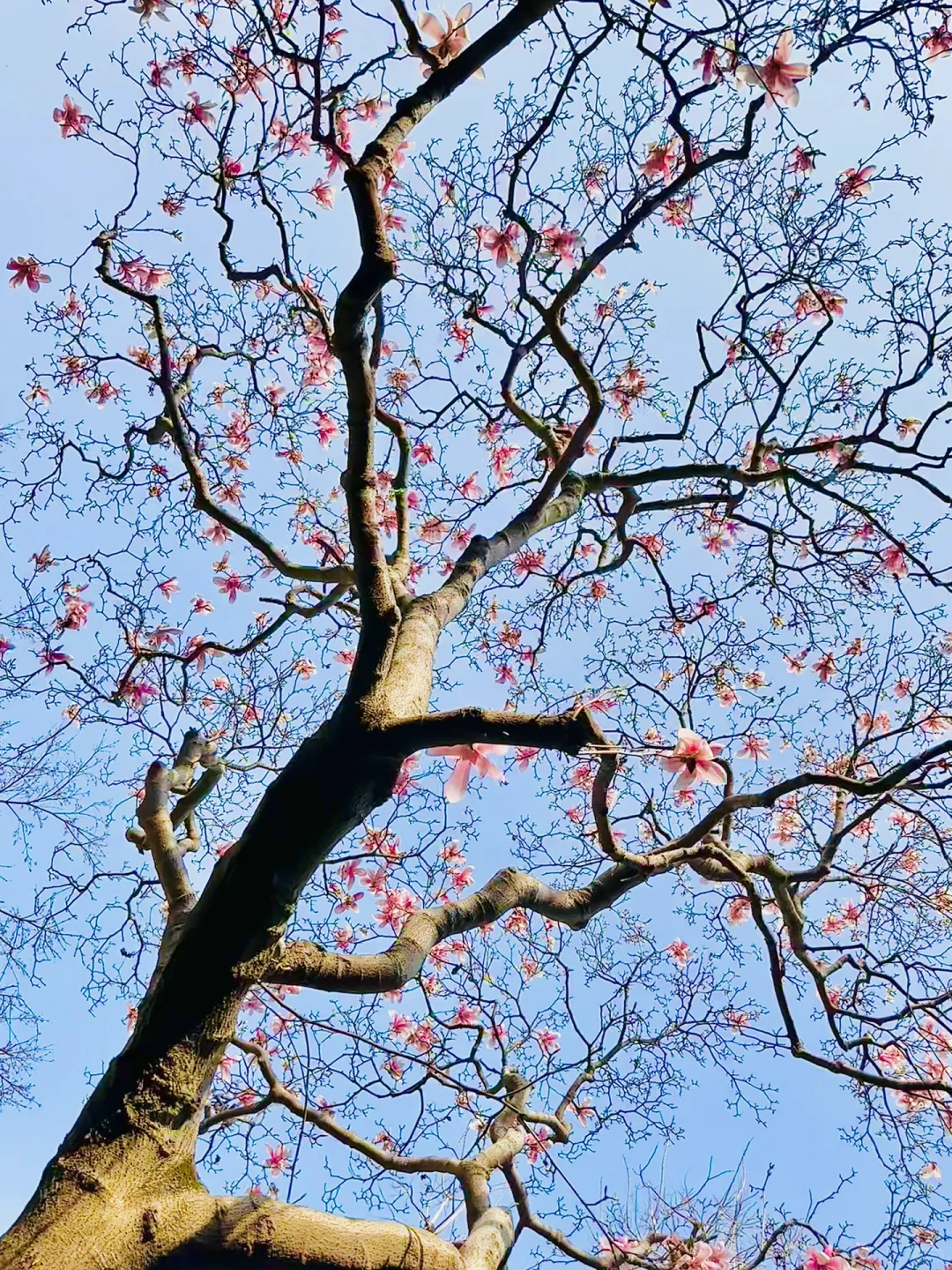 下个月的苏州，值得你专门来一趟……