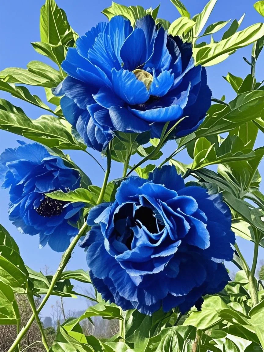 2025洛阳牡丹花会｜洛阳赏花最佳时间