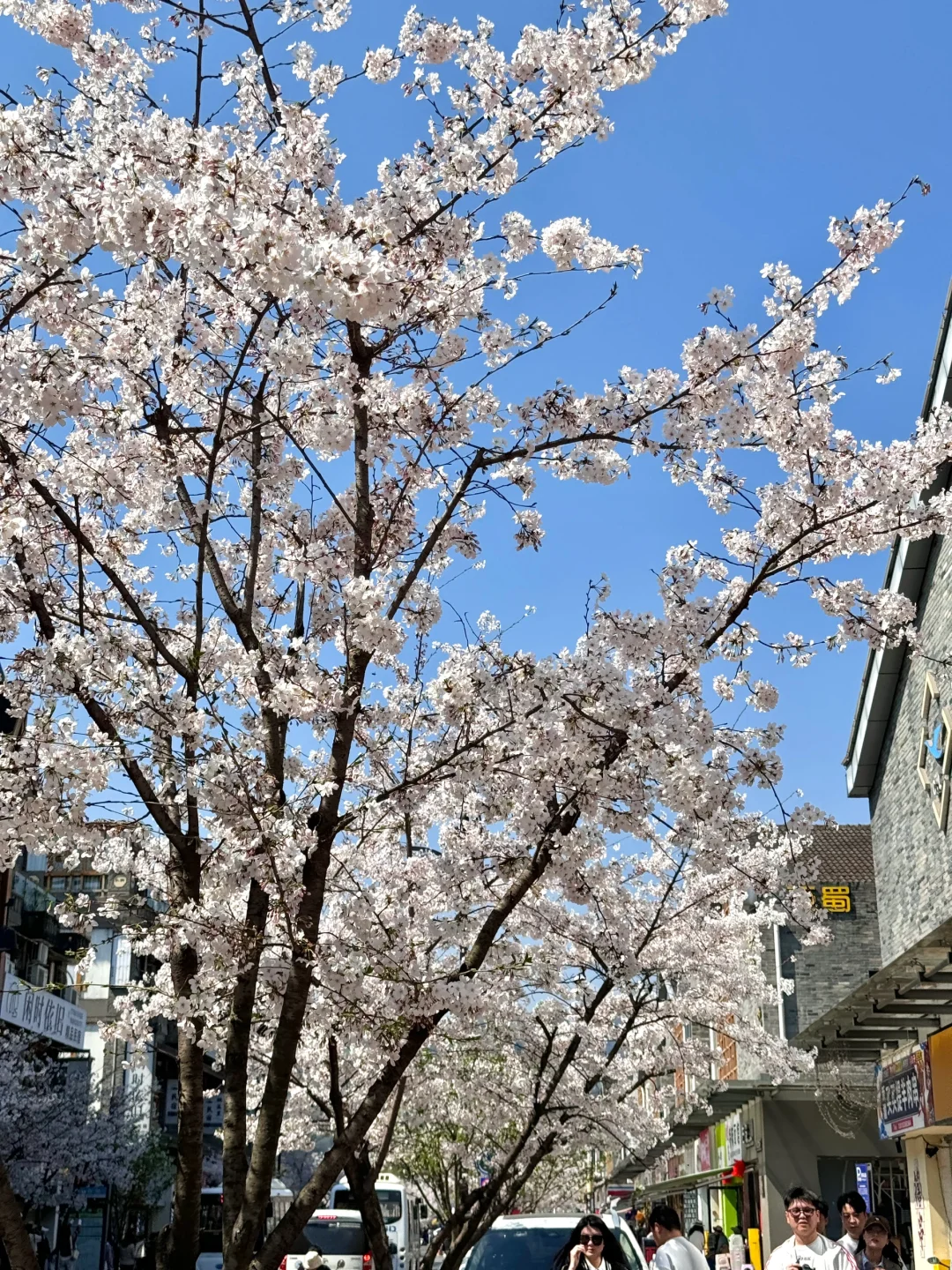 都江堰今天美哭了！！！！！！！