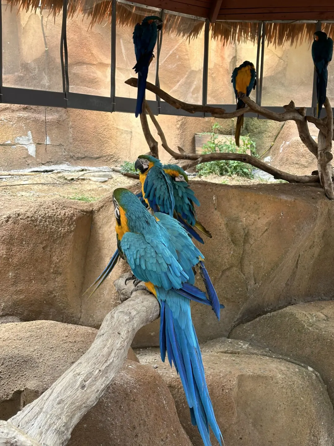 徐州｜九顶山野生动物园🦒旅游攻略来喽‼️