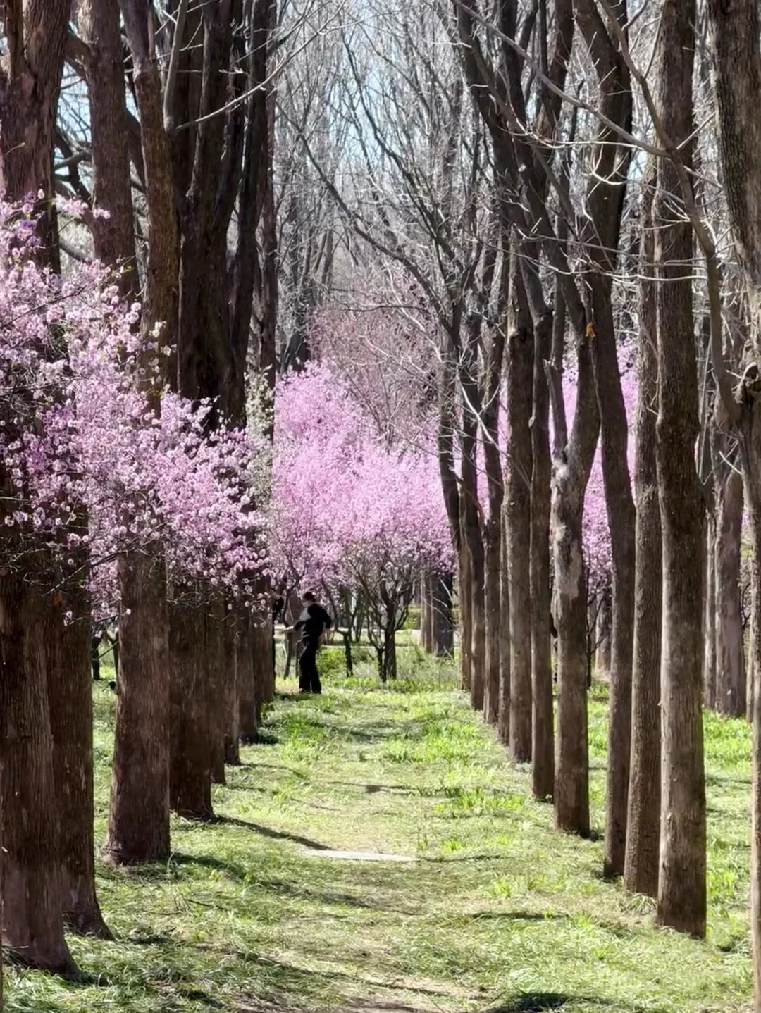 王一博的家乡记忆！洛阳真的太漂亮了！