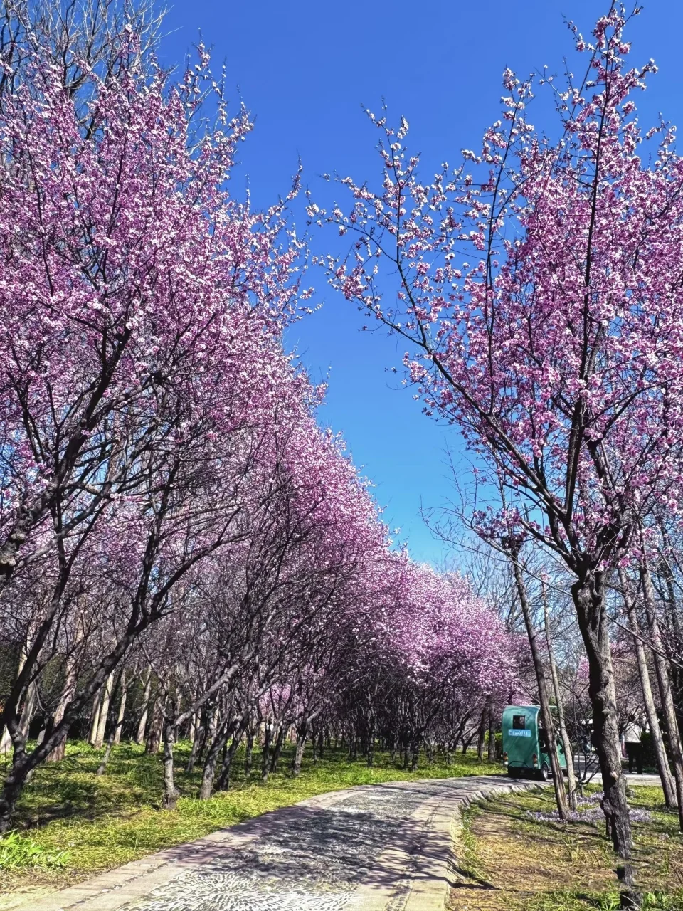 王一博的家乡记忆！洛阳真的太漂亮了！
