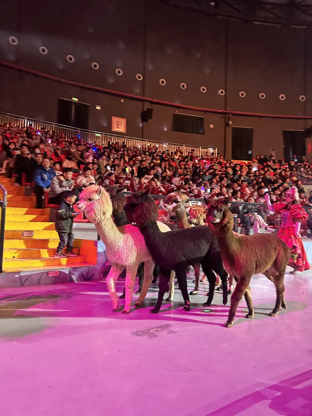 徐州｜九顶山野生动物园🦒旅游攻略来喽‼️