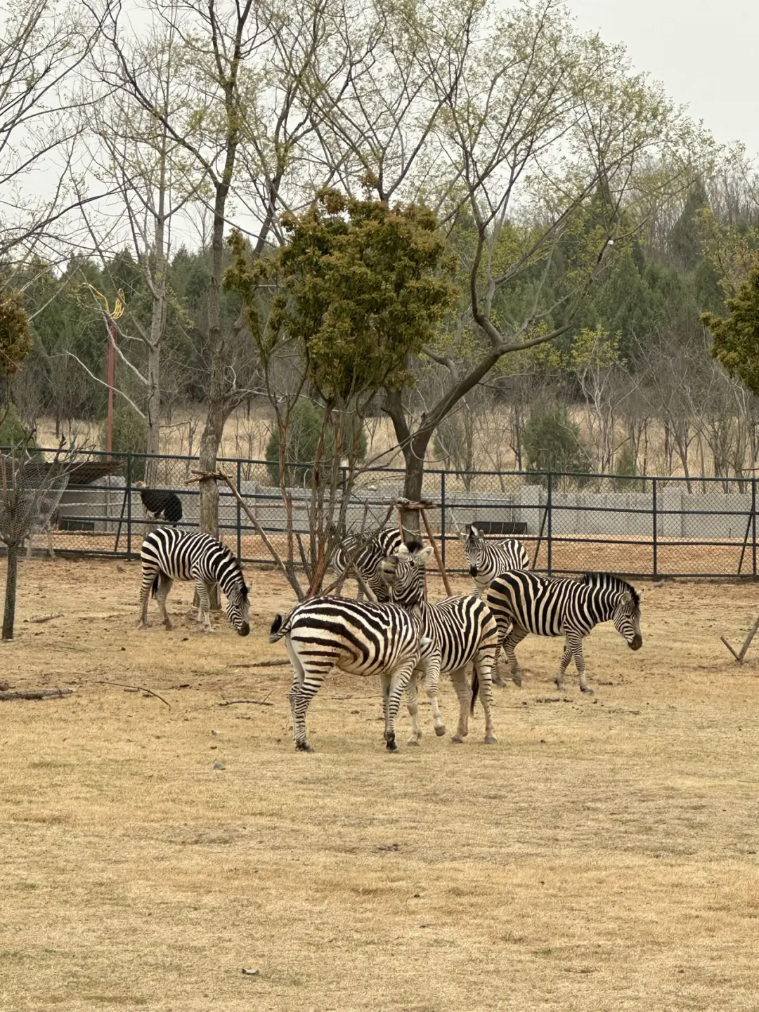 徐州｜九顶山野生动物园🦒旅游攻略来喽‼️