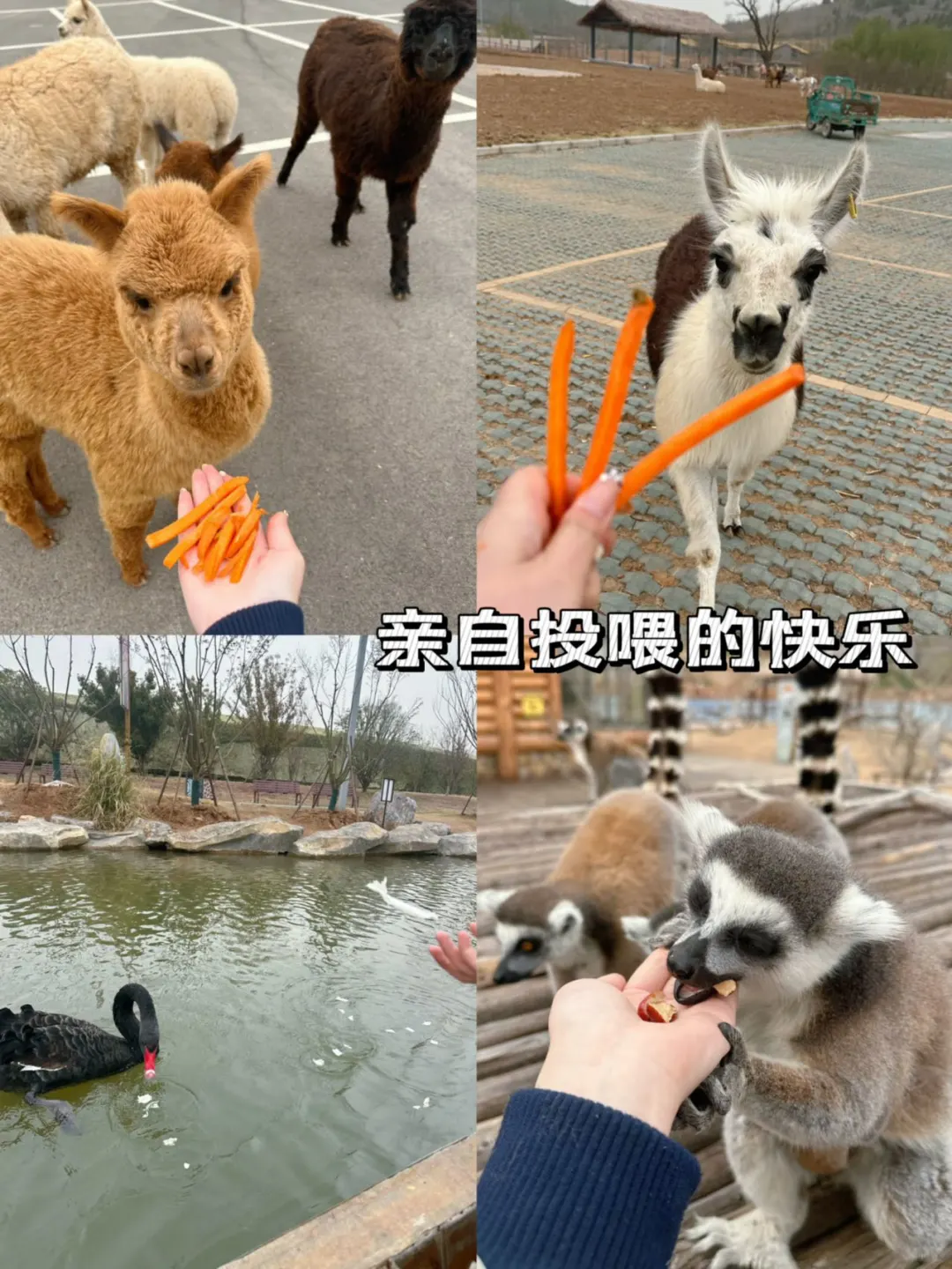 徐州｜九顶山野生动物园🦒旅游攻略来喽‼️