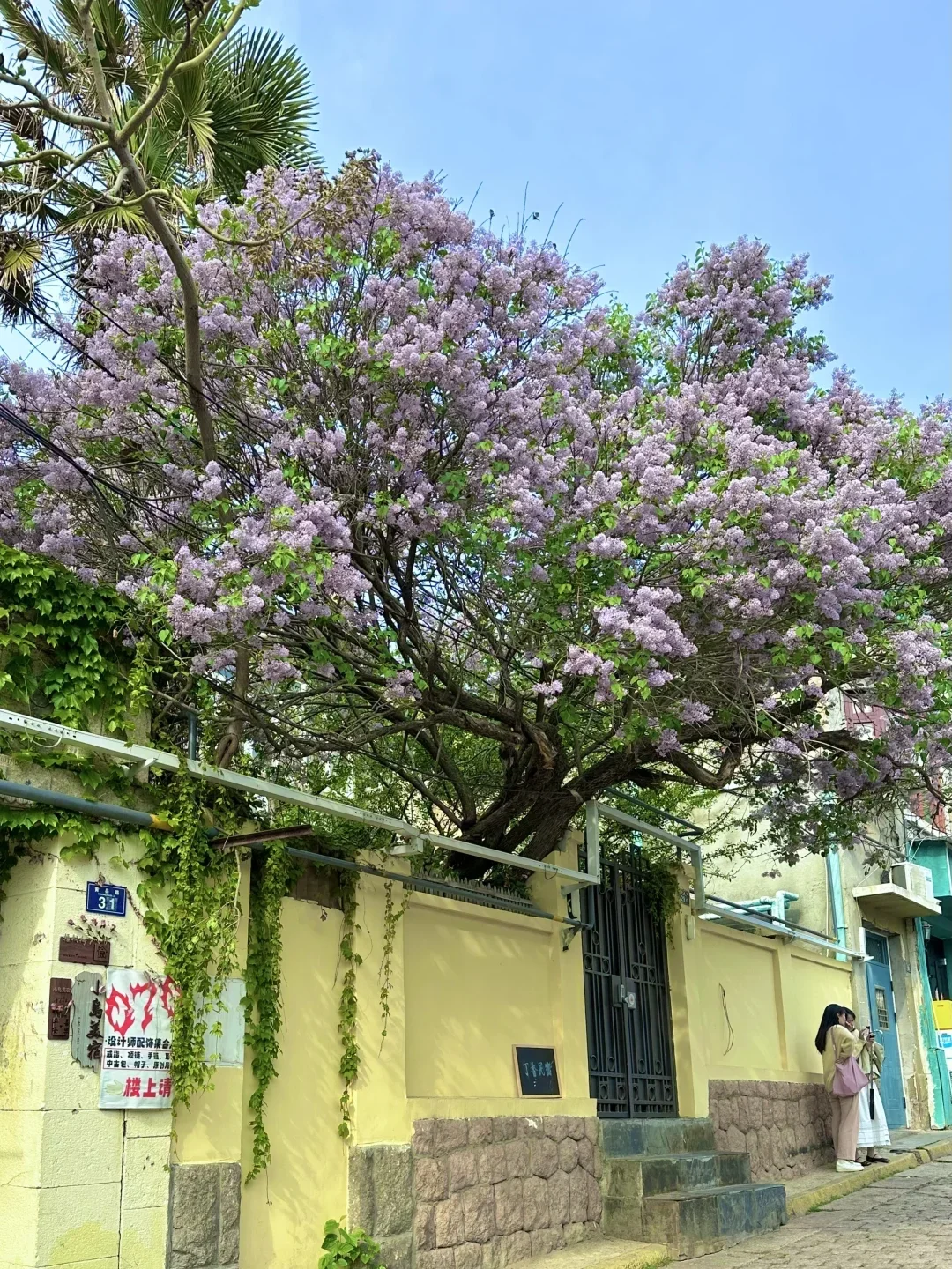 3-5月的青岛真的是人生理想。。。