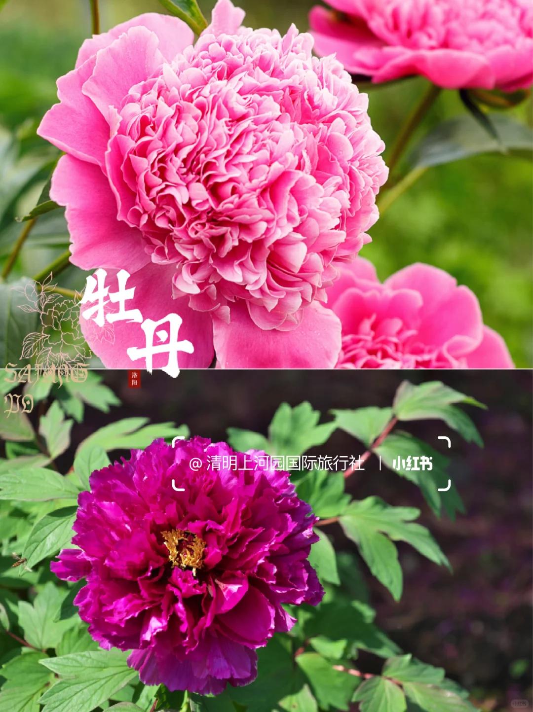 3-5月去河南,不绕路旅游攻略🎈码住