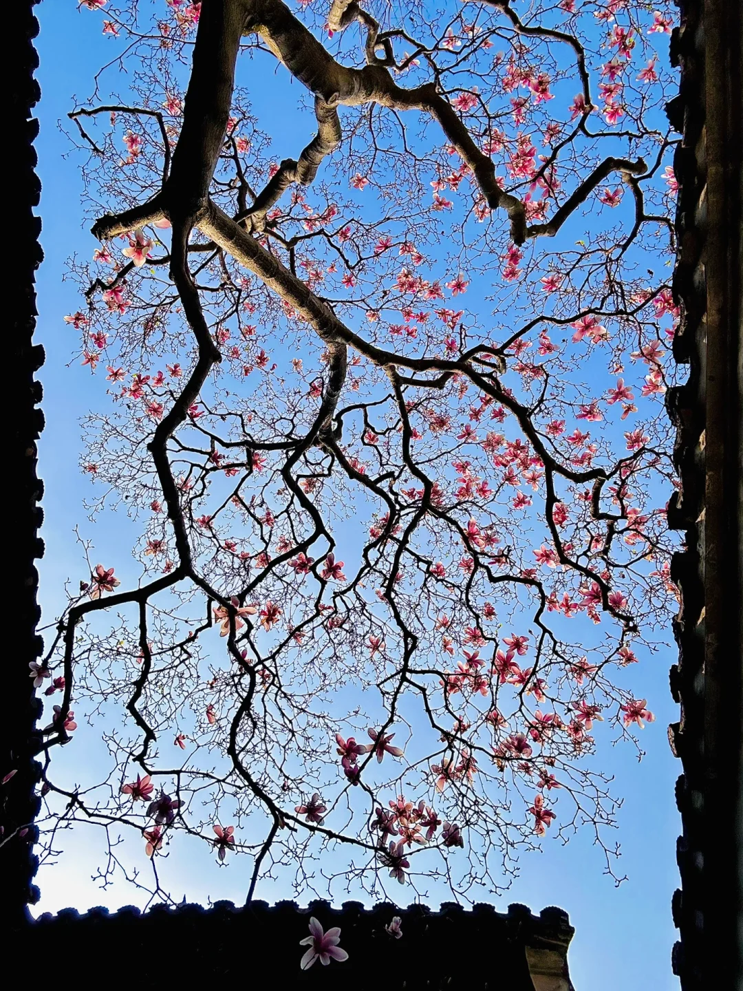 下个月的苏州，值得你专门来一趟……